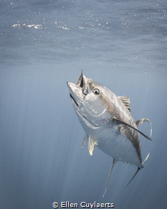 Adult Yellowfin Tuna in Ascension waters by Ellen Cuylaerts 